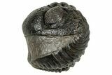 Wide, Enrolled Pedinopariops Trilobite - Excellent Eyes #347750-2